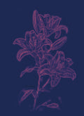 Lily Flower Post Card